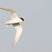 Least Tern